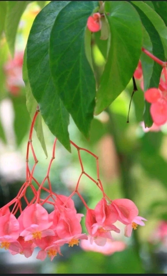 Pink Angel Wing Begonia Live Plant – 7-10" Tall in 4" Pot – Indoor/Outdoor - Image 1