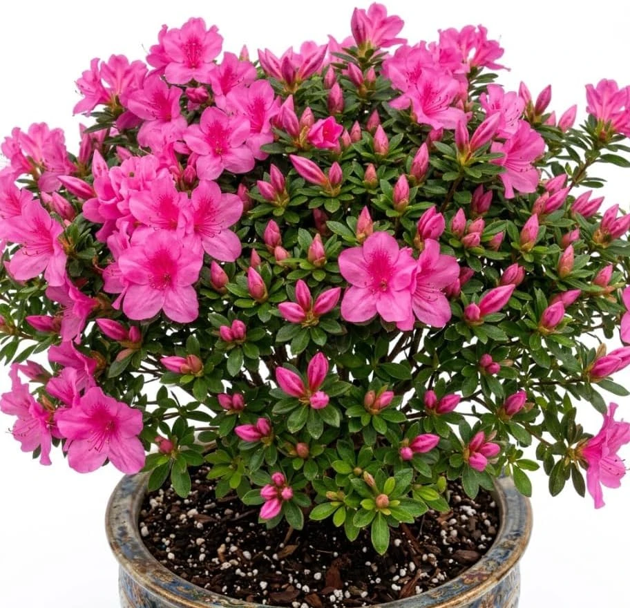 Pink Azalea Japonica Live Plant - Dwarf Rhododendron Shrub, 8-12" Tall in 4" Pot - Image 1