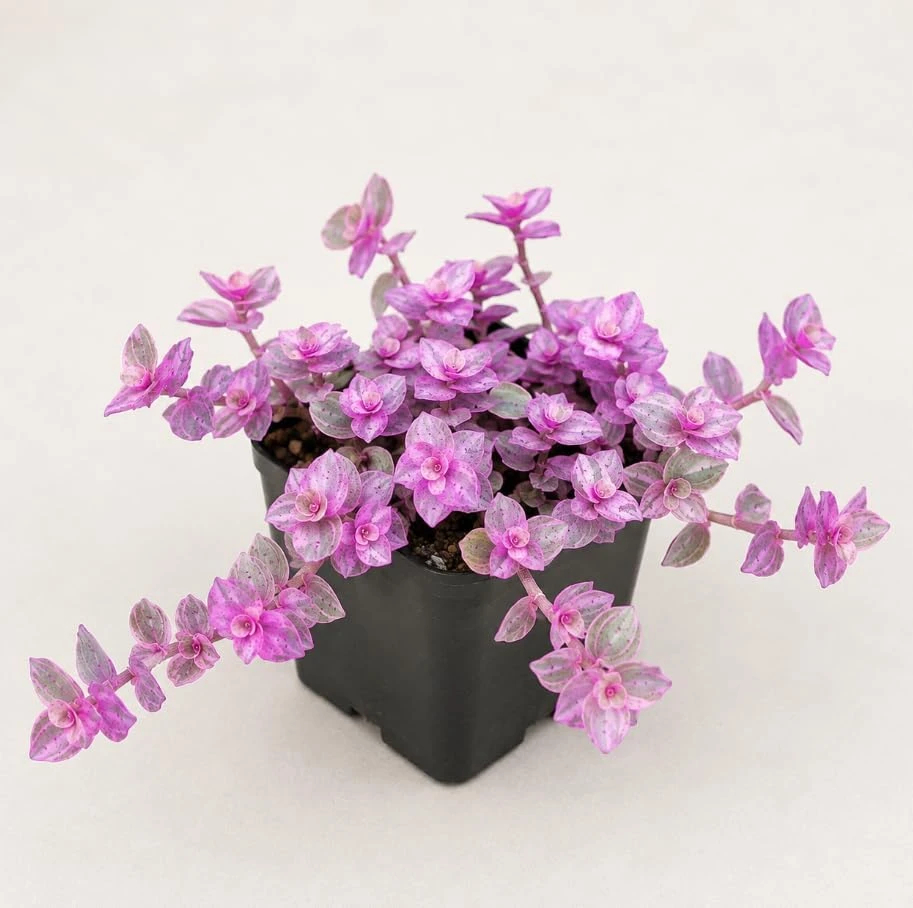 Pink Callisia Repens Live Plant - Potted Trailing Houseplant, 2 Inch Pot - Image 1