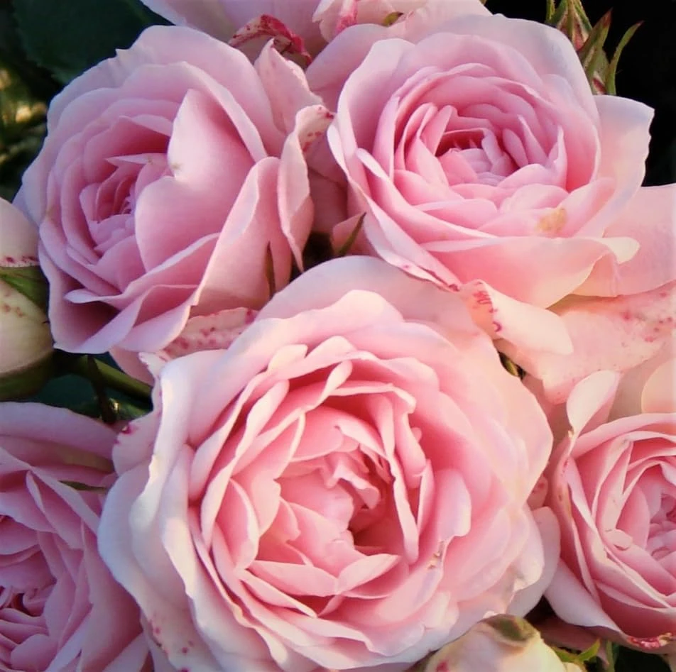 Pink Climbing Rose Plant – Fragrant Flower Bush Live Plant – 4-6 Inch Tall – Outdoor Garden - Image 3