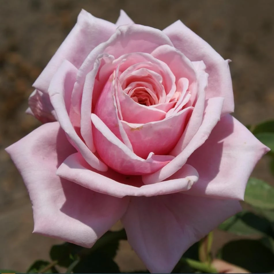 Pink Climbing Rose Plant – Fragrant Flower Bush Live Plant – 4-6 Inch Tall – Outdoor Garden - Image 4