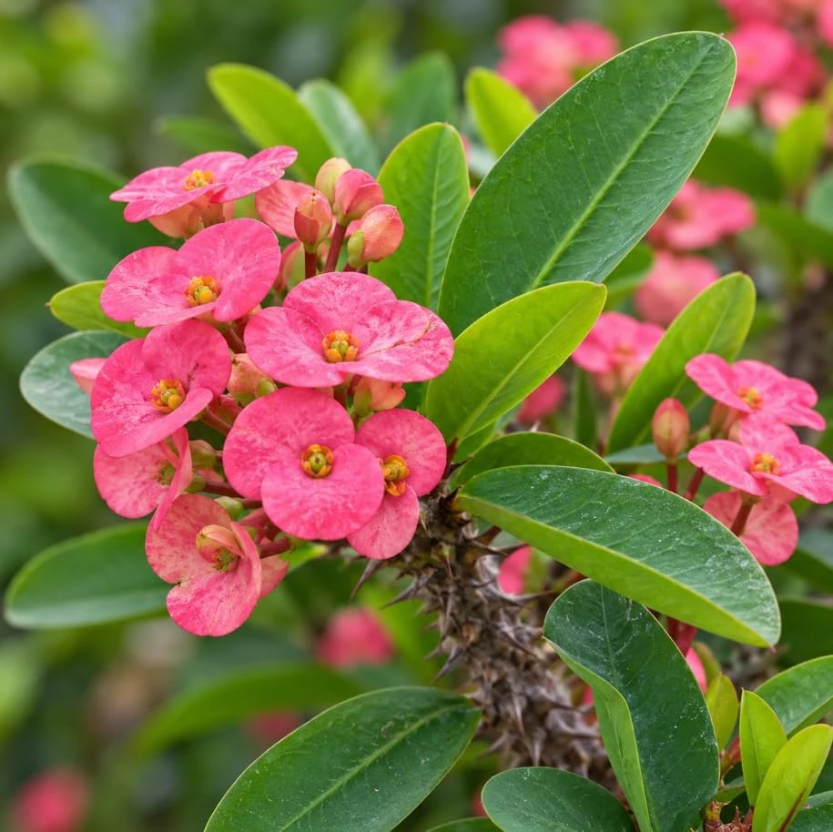 Pink Crown of Thorns Live Plant, Euphorbia Milii Potted Succulent, 4-7 Inches Tall - Image 2