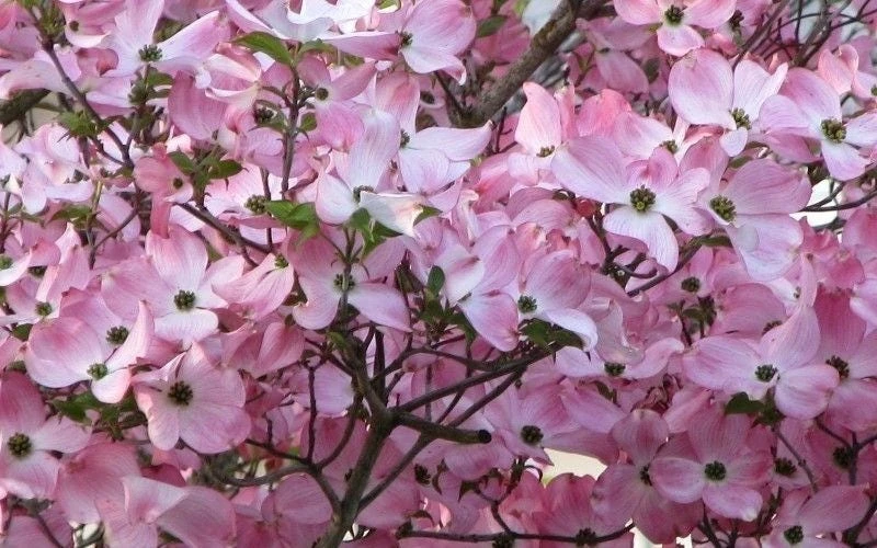 Pink Dogwood Live Plant – Cornus florida – Quart Pot – Beautiful Pink Blooms - Image 1