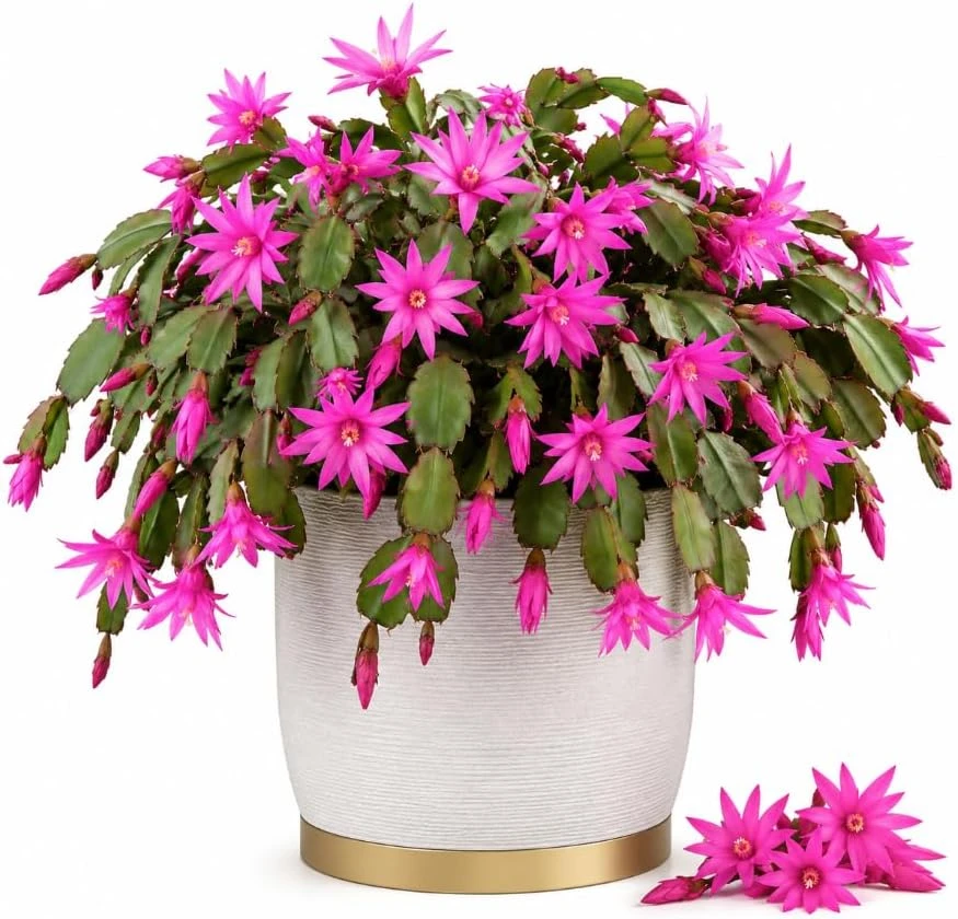 Pink Easter Cactus Live Plant - 4-6 Inch Starter Succulent, Spring Flowering Houseplant - Image 1