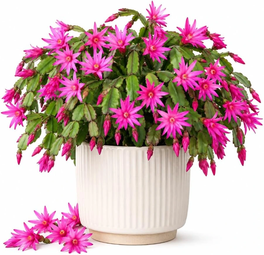 Pink Easter Cactus Live Plant, 4-6 Inches Tall, Pink Blooming Succulent - Image 1