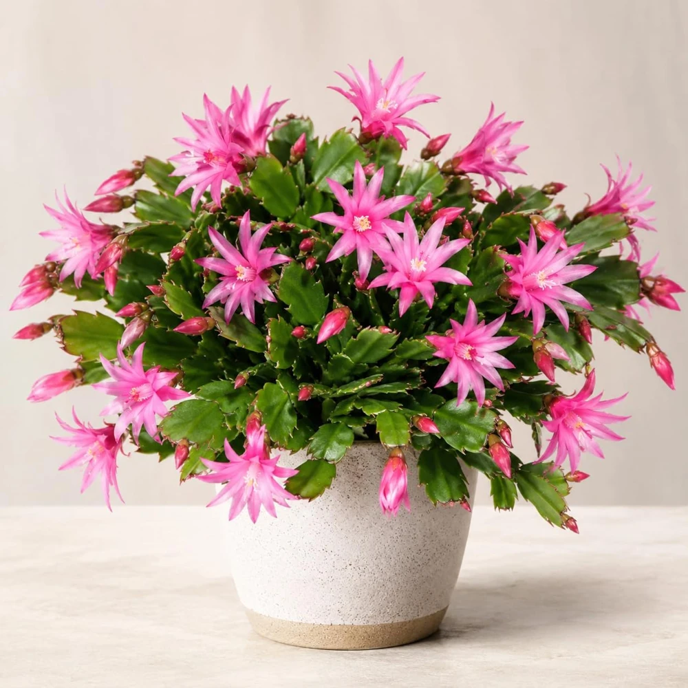 Pink Easter Cactus Live Plant – Spring Cactus – Houseplant – 4-8 Inch Tall - Image 1
