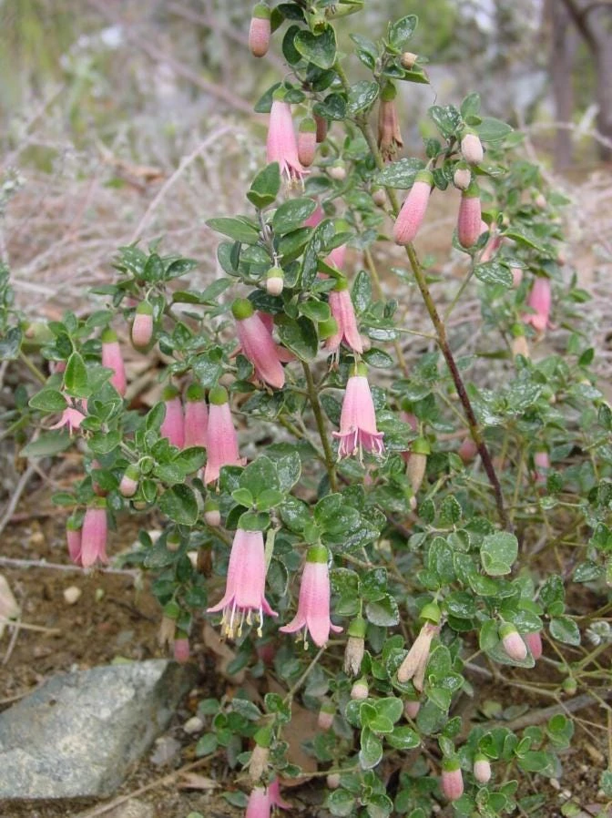 Pink Fuchsia Live Plant – 5 inch Pot – Small Shrub for Garden & Patio - Image 1