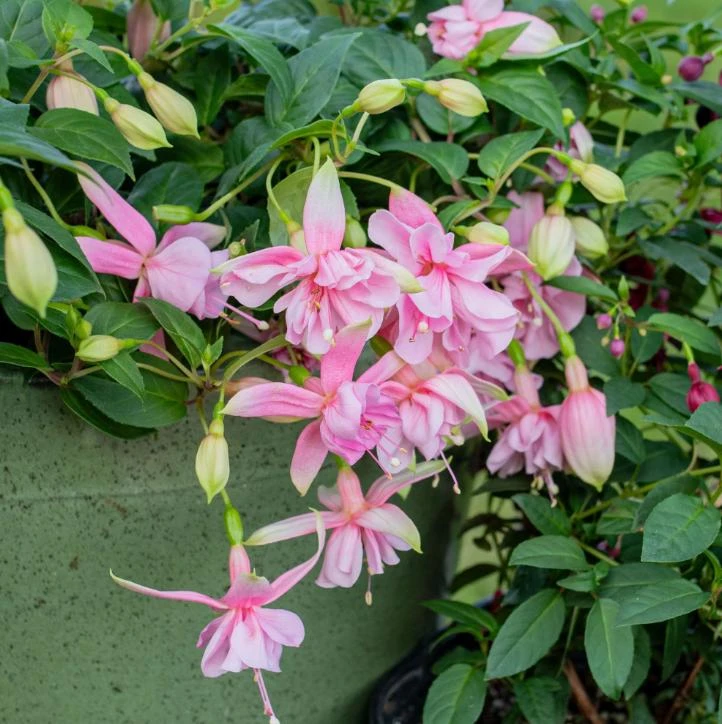 Pink Galore Fuchsia Live Plant – 6" Pot – Vibrant Pink Flowers – Shade-Loving Hanging Basket - Image 1