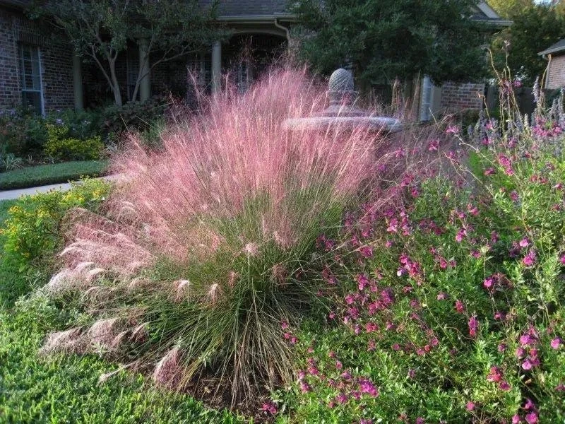 Pink Gulf Muhly Grass Live Plant 1 Gallon Pot - Ornamental Outdoor Grass - Image 1