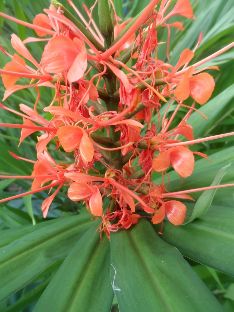 Pink Hedychium Ginger Rhizomes - 2x Live Plant - Beautiful Bright Blooms - Image 1