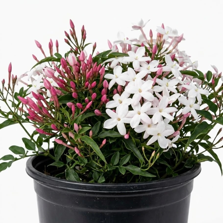 Pink Jasmine Live Plant – Fragrant Climbing Shrub 6-12" Tall in 4" Pot – Indoor/Outdoor - Image 1