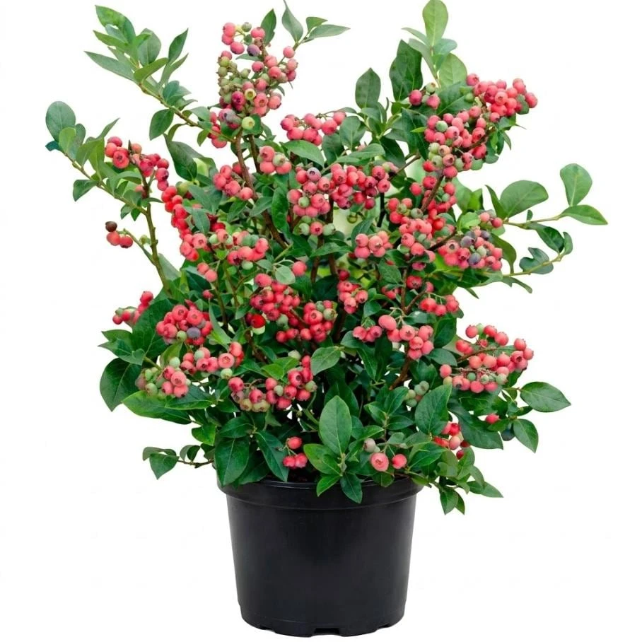 Pink Lemonade Blueberry Bush - Live Plant, Bright Pink Berries, 4" Pot - Image 1