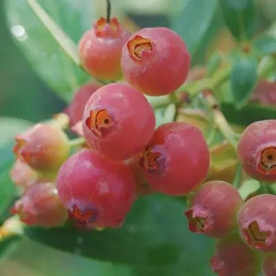Pink Lemonade Blueberry Live Plant 4 inch Pot - Fruit Bush Outdoor - Image 1