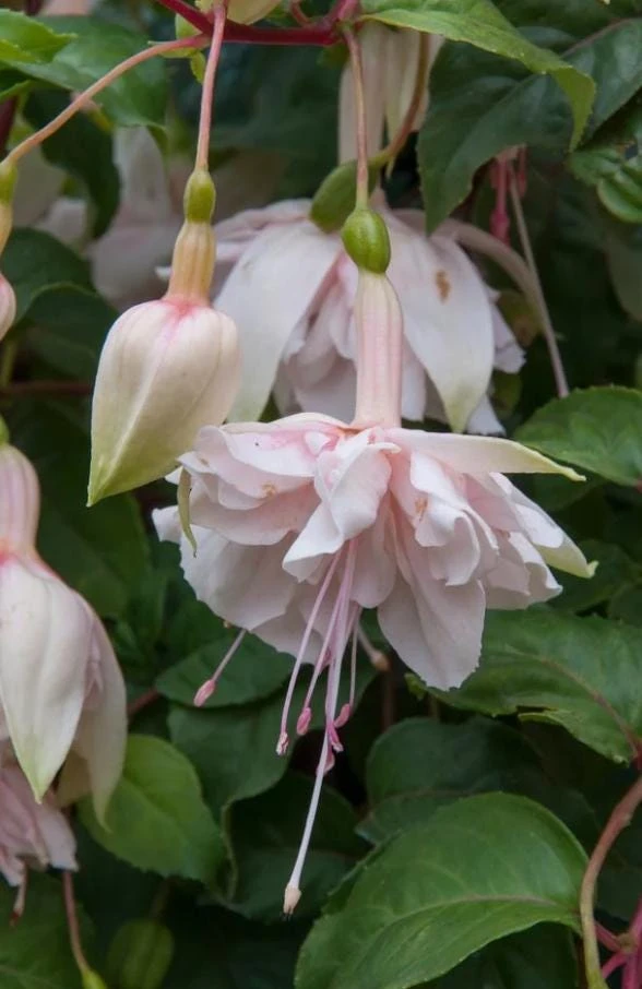 Pink Marshmallow Fuchsia Live Plant – 6" Pot – Soft Pink Flowers – Shade-Loving - Image 1