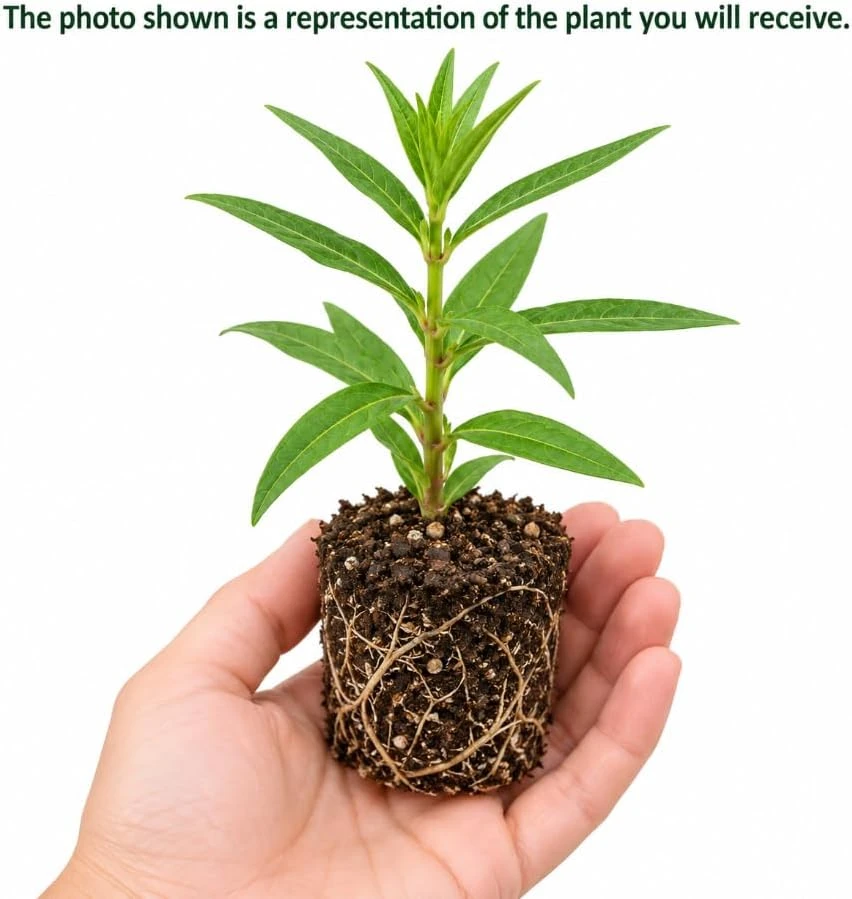 Pink Milkweed Live Plant - 4-7 Inches Tall, Well Rooted Asclepias Perennial - Image 3