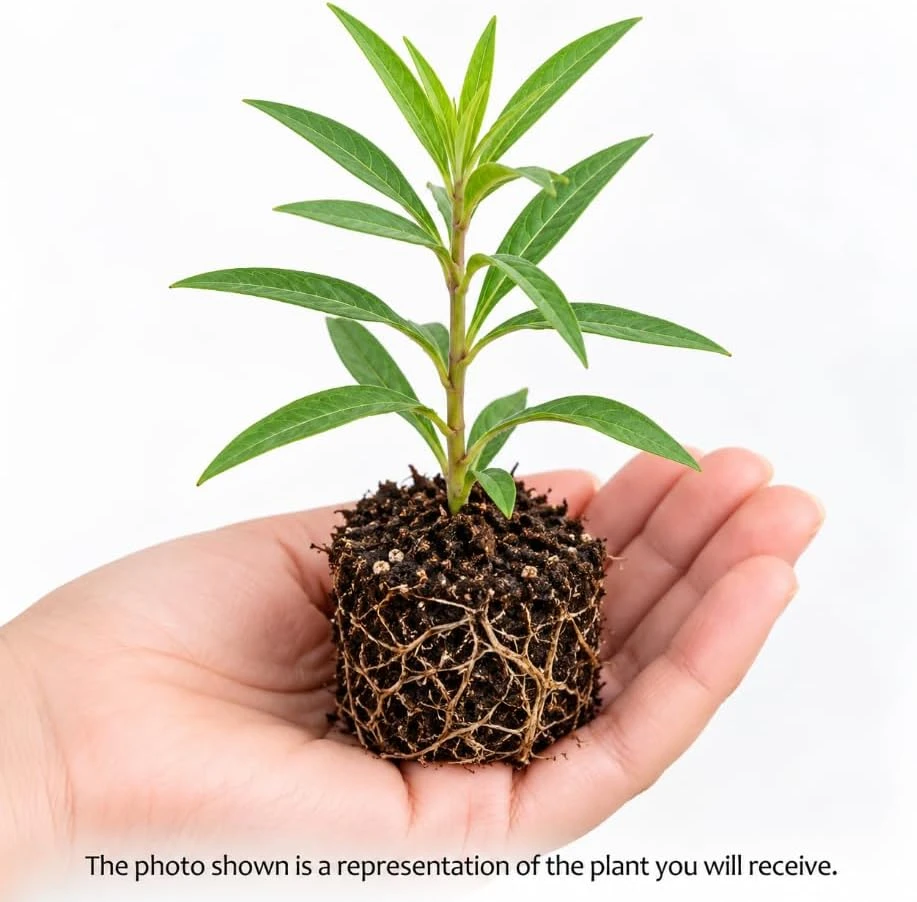Pink Milkweed Live Plant - Asclepias Perennial - 4-7 Inches Tall Starter - Image 3
