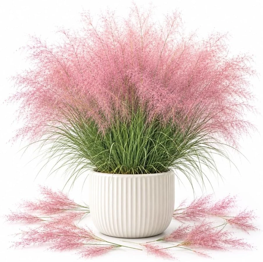 Pink Muhly Grass Live Plant, Ornamental Perennial Grass, 4-7 Inch, Outdoor - Image 1