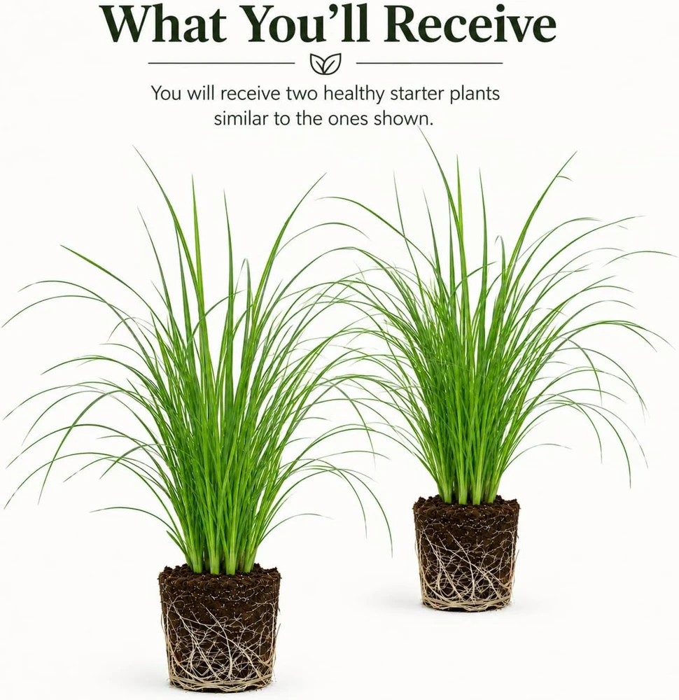 Pink Muhly Grass Plants - 2 Pack Perennial Ornamental Grass, 4-8 Inch Tall - Image 2