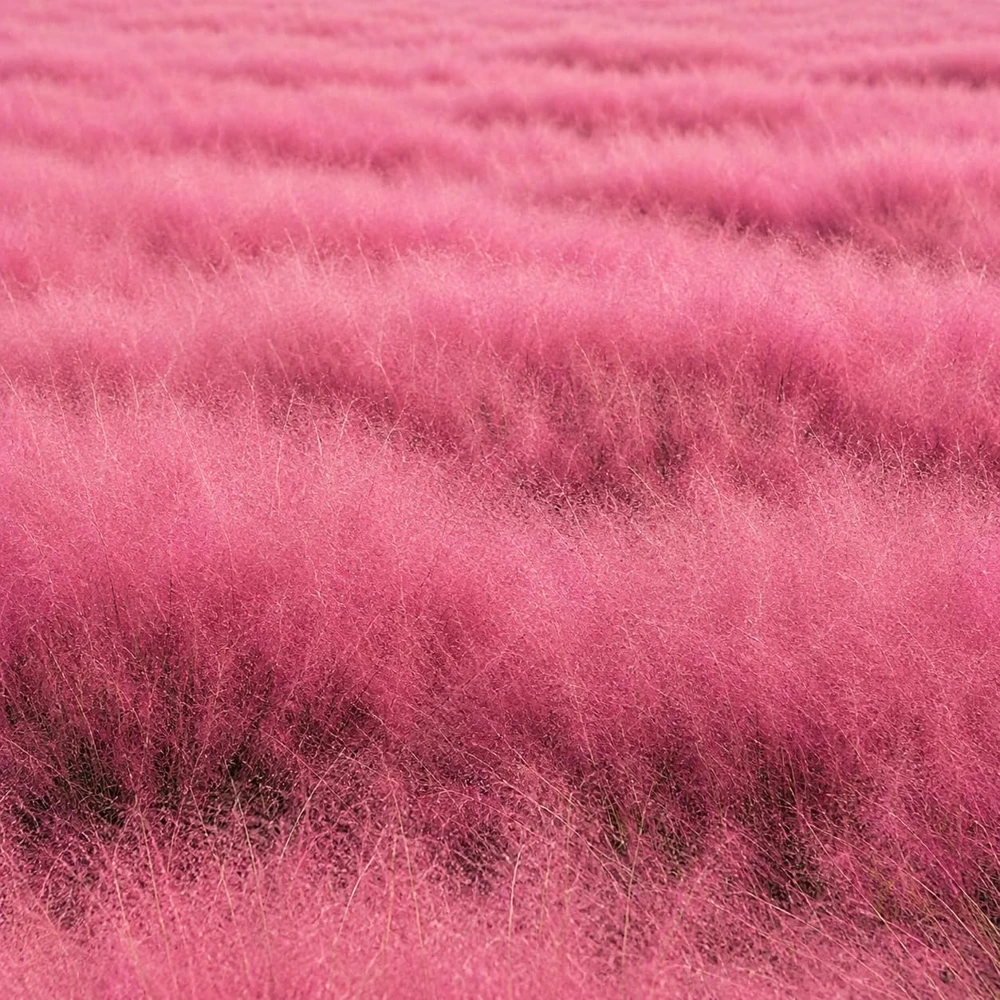 Pink Muhly Grass Plants - 2 Pack Perennial Ornamental Grass, 4-8 Inch Tall - Image 4