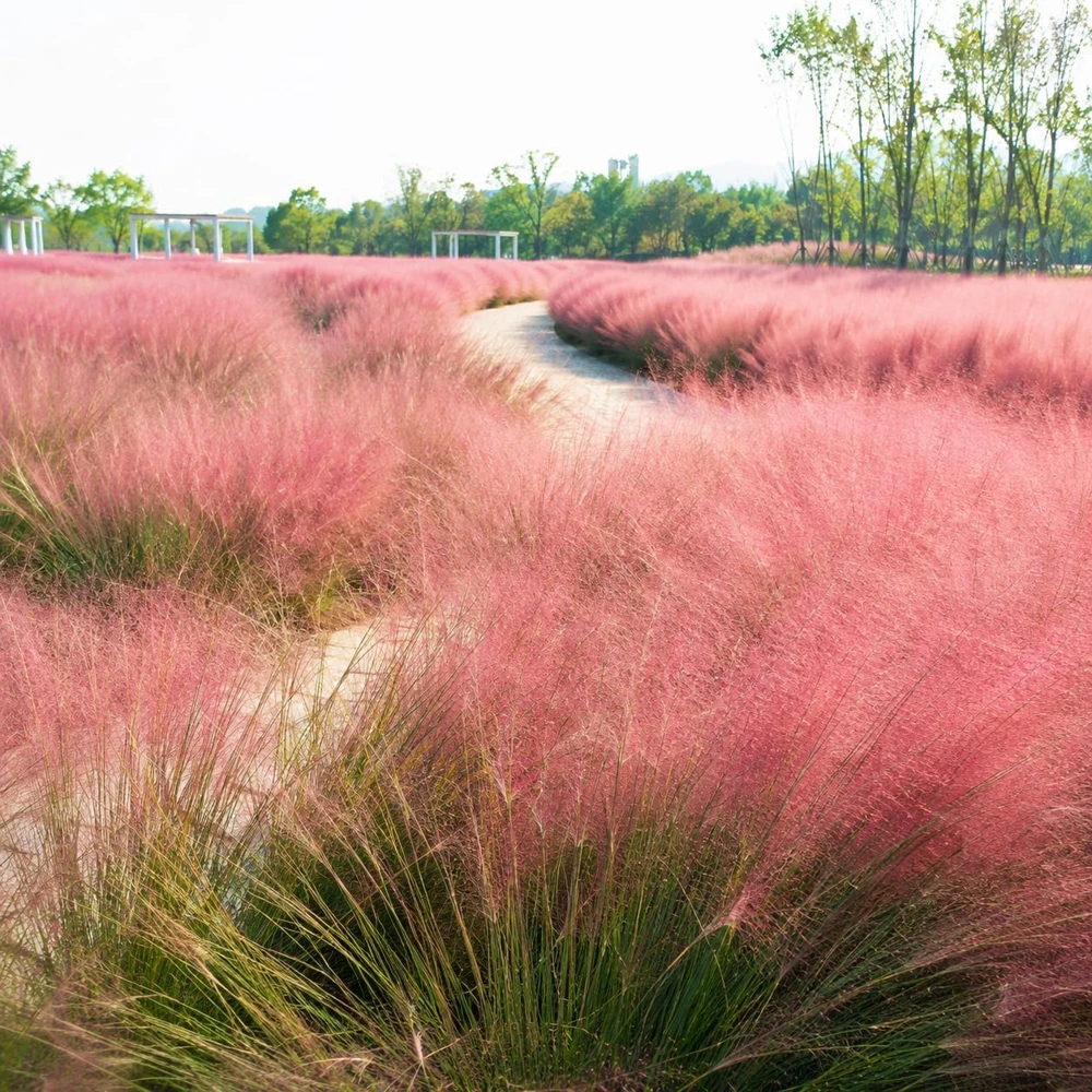 Pink Muhly Grass Plants - 2 Pack Perennial Ornamental Grass, 4-8 Inch Tall - Image 5