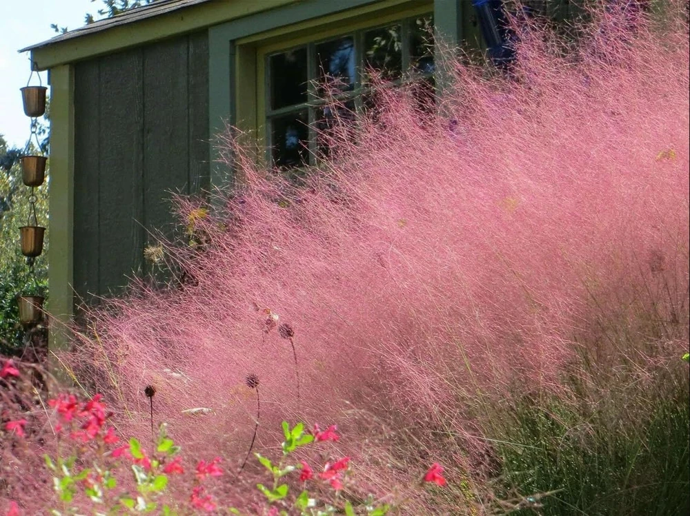 Pink Muhly Grass Plants - 2 Pack Perennial Ornamental Grass, 4-8 Inch Tall - Image 6
