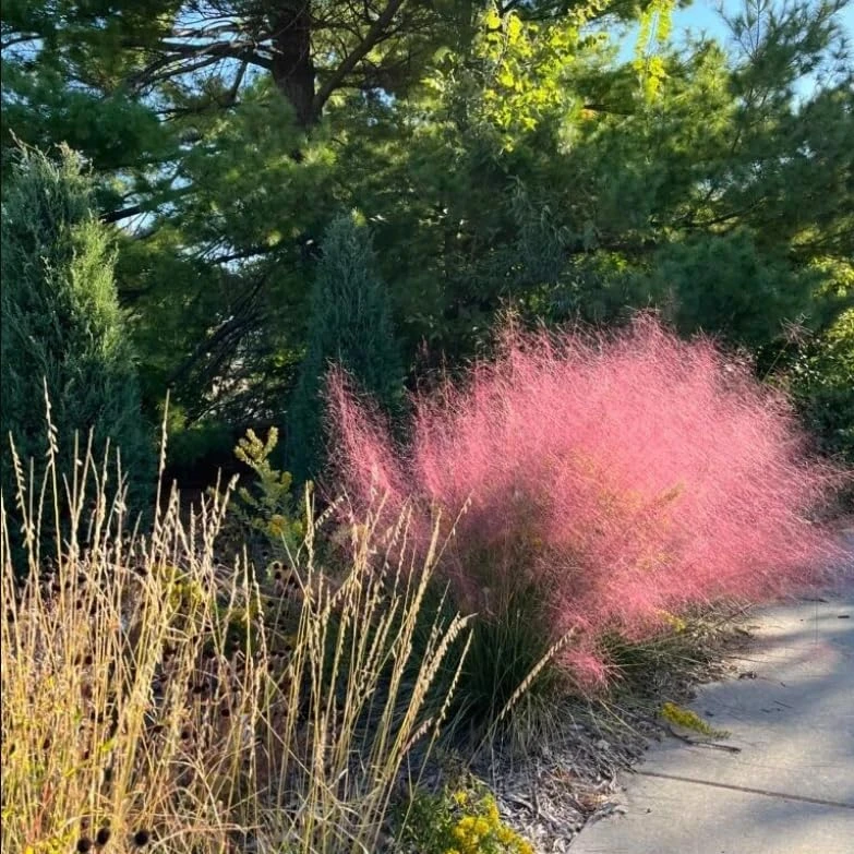 Pink Muhly Grass Plants - 2 Pack Perennial Ornamental Grass, 4-8 Inch Tall - Image 7