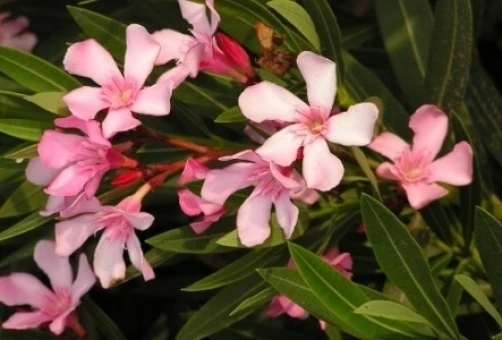 Pink Oleander Nanum Seeds - 10 Count Perennial Flower Seeds - Image 1