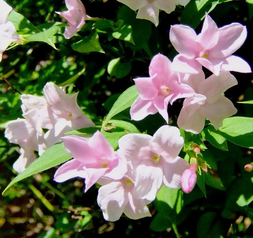 Pink Summer Jasmine Live Plant - Jasminum stephanense Quart Pot, Outdoor Climbing Vine - Image 1