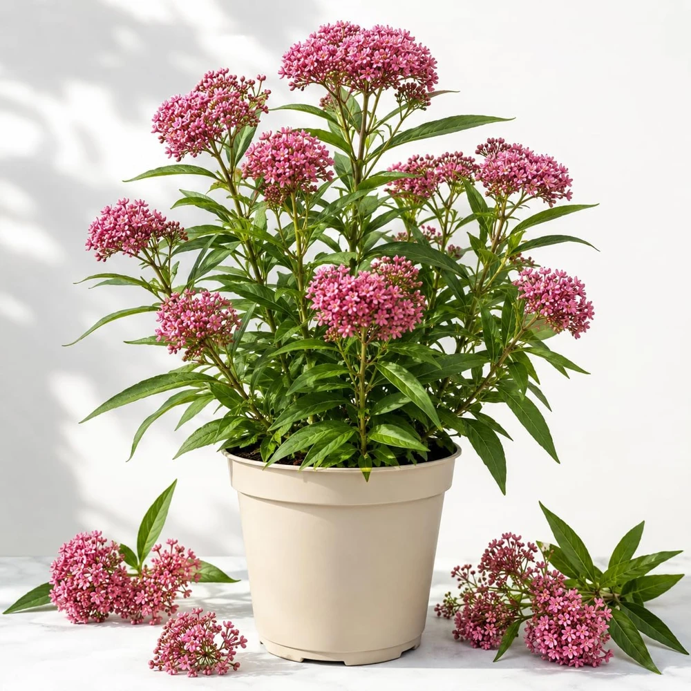 Pink Swamp Milkweed Live Plants, Perennial, 4-8 Inch Tall, Set of 2 - Image 1