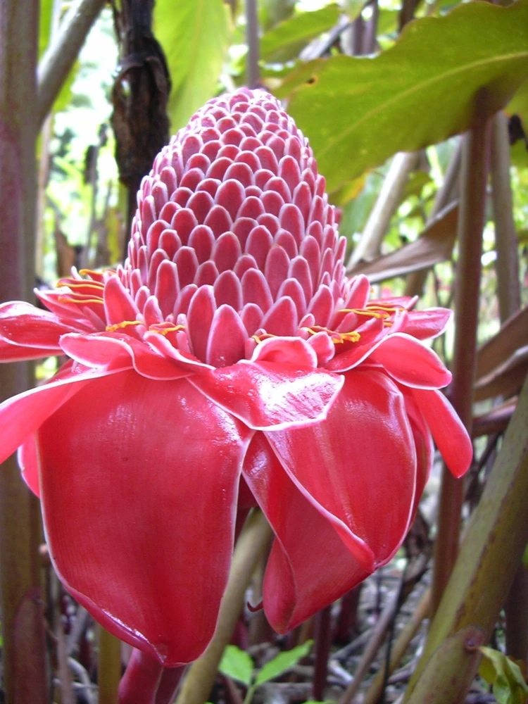 Pink Torch Ginger Seeds - Etlingera Elatior - 10 Seeds - Tropical Plant - Image 1