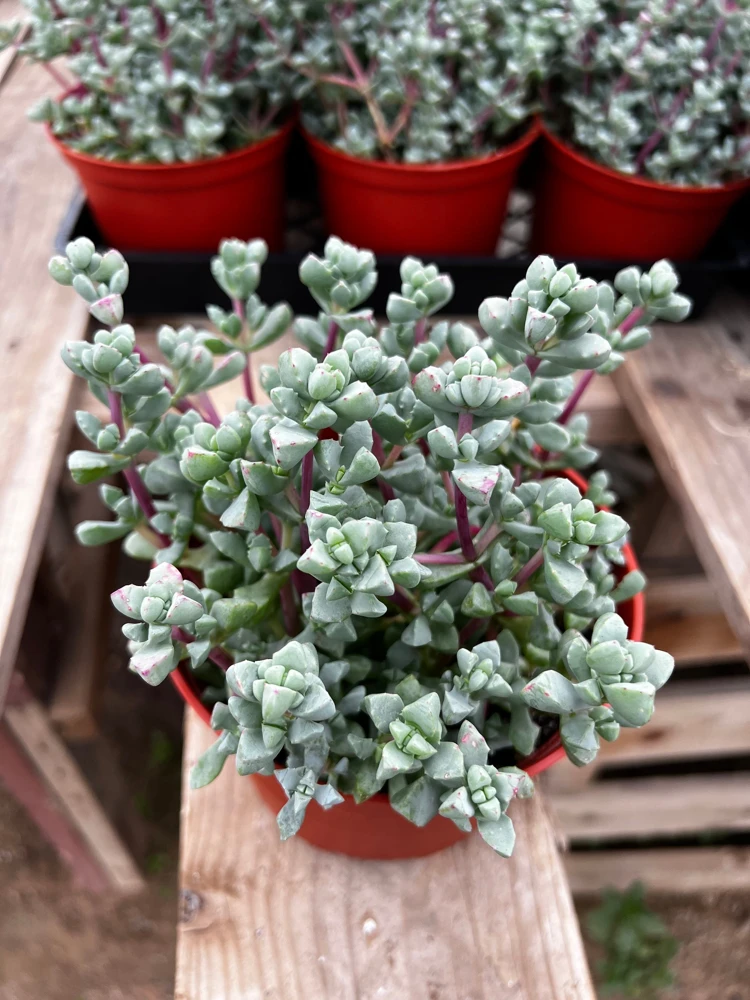 Pink Vygie Live Plant – Pink Ice Plant Succulent in 4'' Pot – Outdoor - Image 1