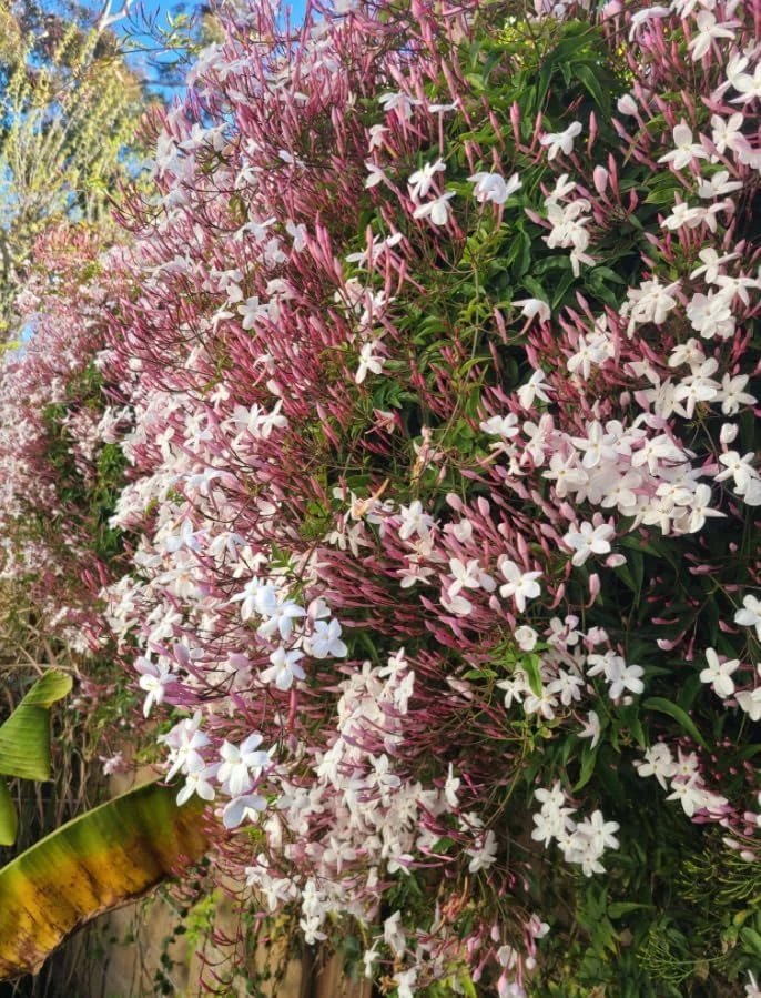 Pink Winter Jasmine Live Plant - Climbing Shrub with Fragrant Flowers, 6-12" Tall in 4" Pot, Indoor/Outdoor - Image 2