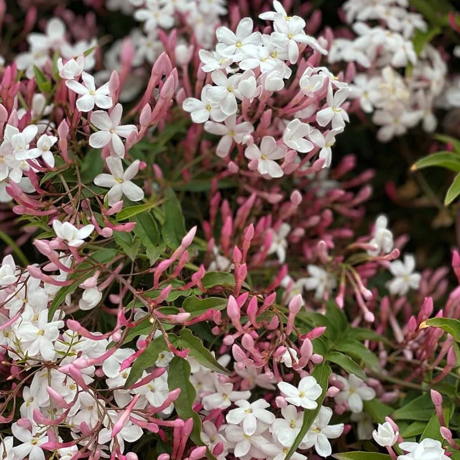 Pink Winter Jasmine Live Plant - Climbing Shrub with Fragrant Flowers, 6-12" Tall in 4" Pot, Indoor/Outdoor - Image 3