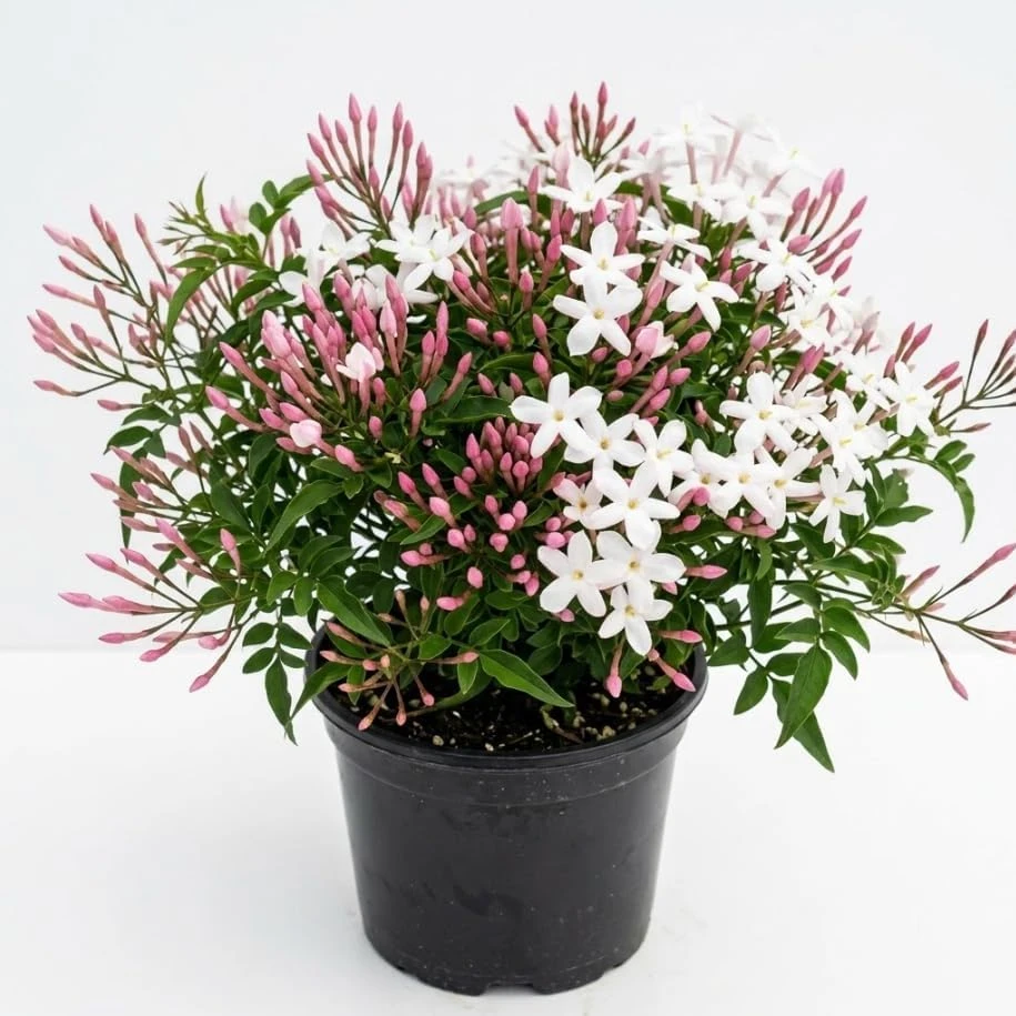 Pink Winter Jasmine Live Plant - Climbing Shrub with Fragrant Flowers, 6-12" Tall in 4" Pot, Indoor/Outdoor - Image 1