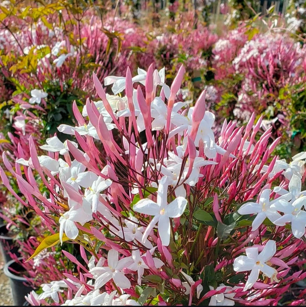 Pink Winter Jasmine Live Plant - Climbing Shrub with Fragrant Flowers, 6-12" Tall in 4" Pot, Indoor/Outdoor - Image 5