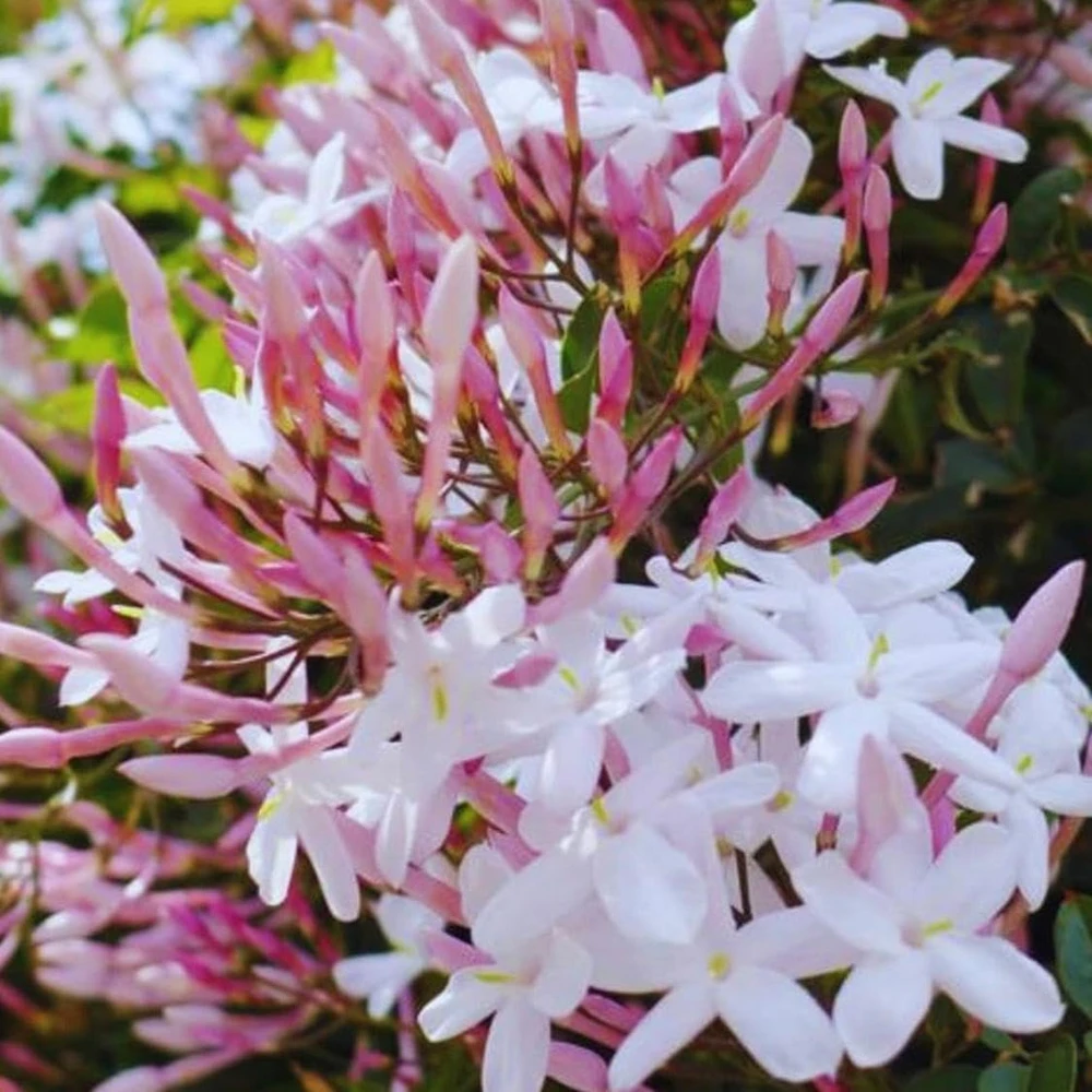 Pink Winter Jasmine Live Plant - Climbing Shrub with Fragrant Flowers, 6-12" Tall in 4" Pot, Indoor/Outdoor - Image 6