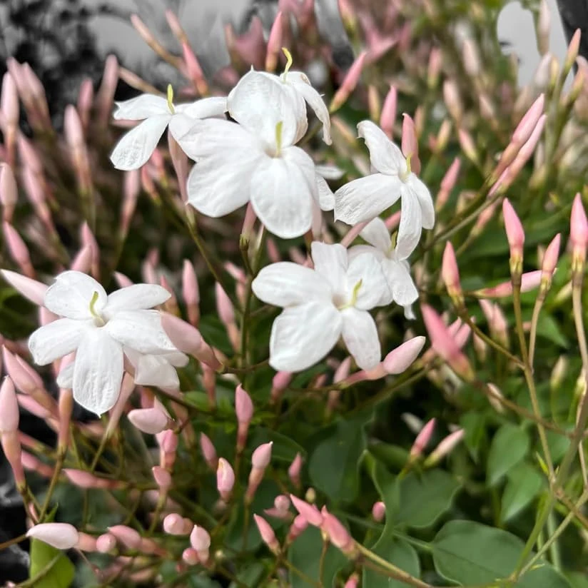 Pink Winter Jasmine Live Plant - Climbing Shrub with Fragrant Flowers, 6-12" Tall in 4" Pot, Indoor/Outdoor - Image 7