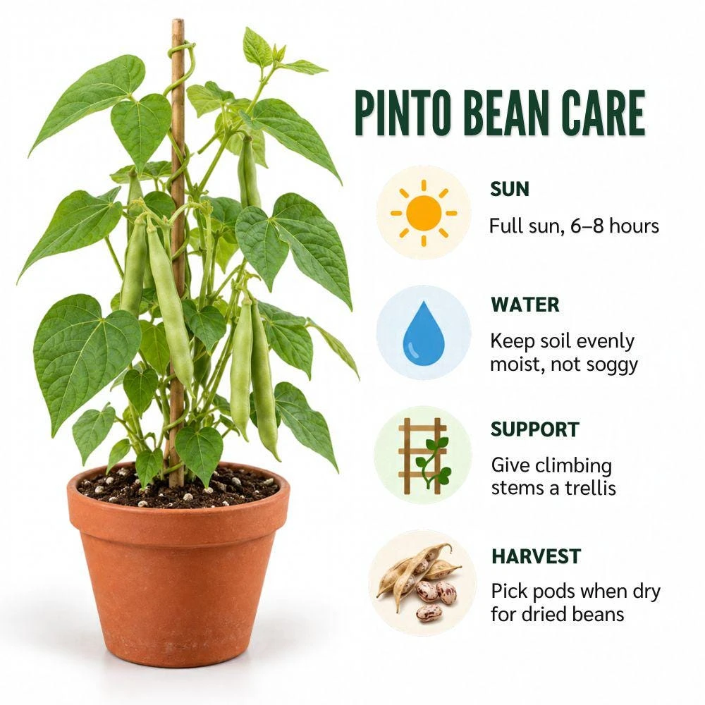 Pinto Bean Live Plants - 2 Plants per Pot, 4'' Pot, Easy Grow Vegetable - Image 2
