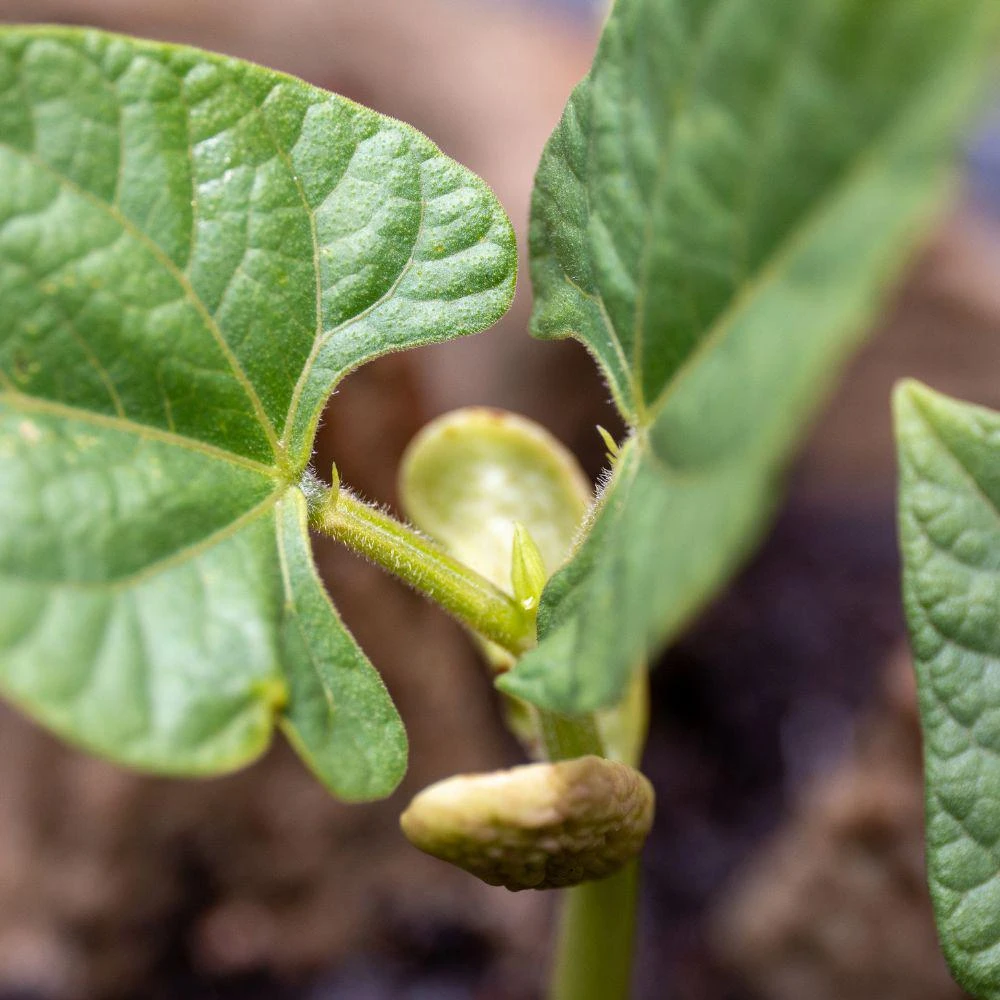 Pinto Bean Live Plants - 2 Plants per Pot, 4'' Pot, Easy Grow Vegetable - Image 3
