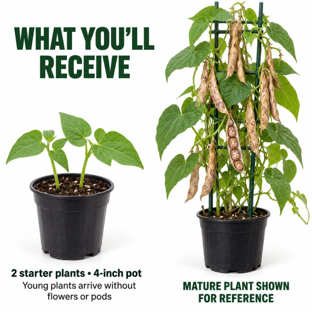 Pinto Bean Live Plants - 2 Plants per Pot, 4'' Pot, Easy Grow Vegetable - Image 4