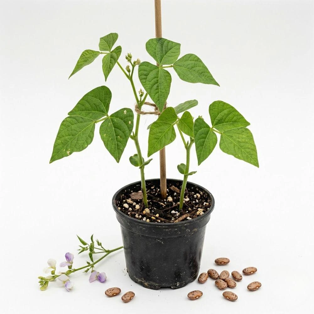 Pinto Bean Live Plants - 2 Plants per Pot, 4'' Pot, Easy Grow Vegetable - Image 5