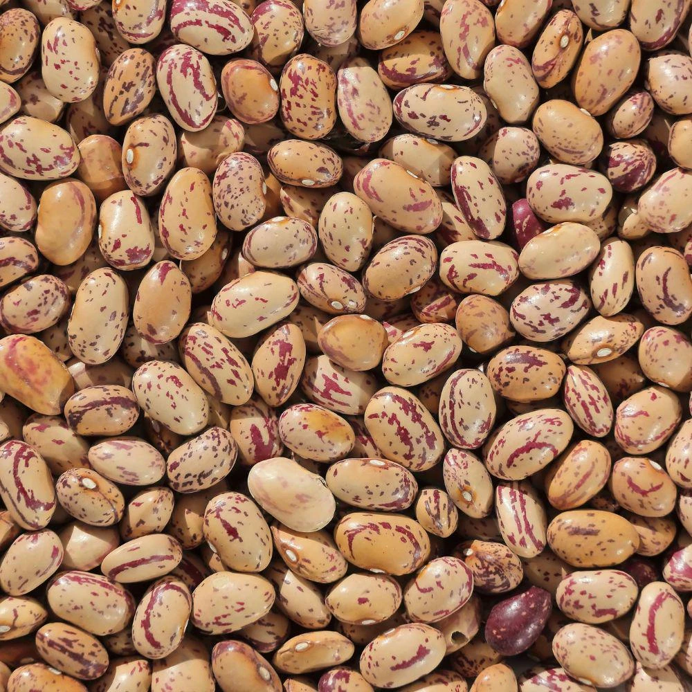 Pinto Bean Live Plants - 2 Plants per Pot, 4'' Pot, Easy Grow Vegetable - Image 6