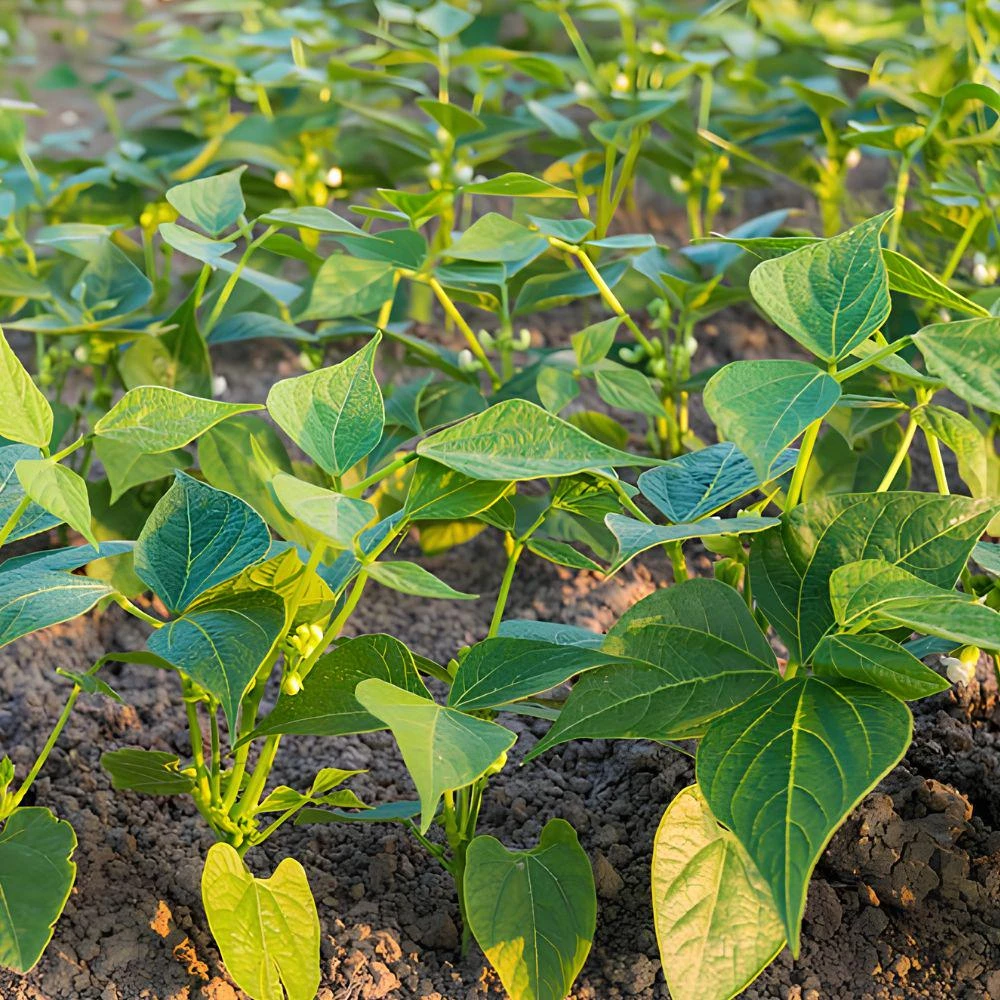 Pinto Bean Live Plants - 2 Plants per Pot, 4'' Pot, Easy Grow Vegetable - Image 7