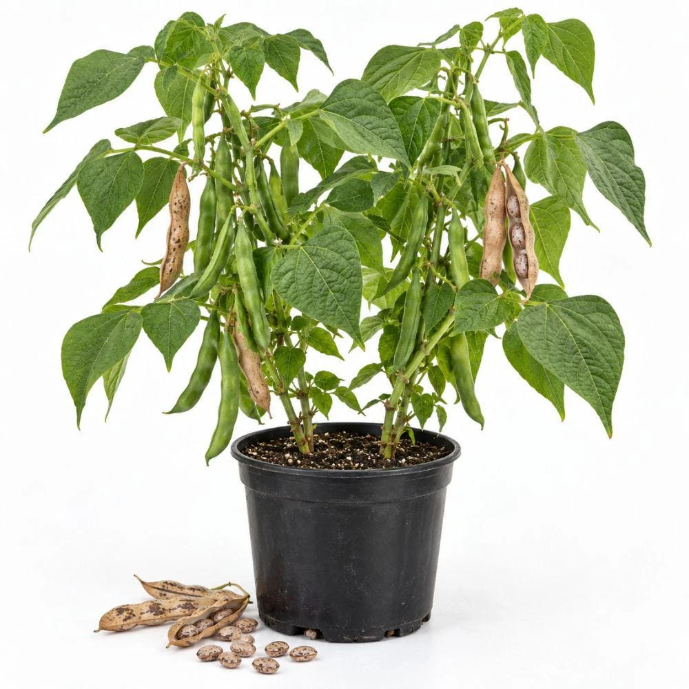 Pinto Bean Live Plants - 2 Plants per Pot, 4'' Pot, Easy Grow Vegetable - Image 1
