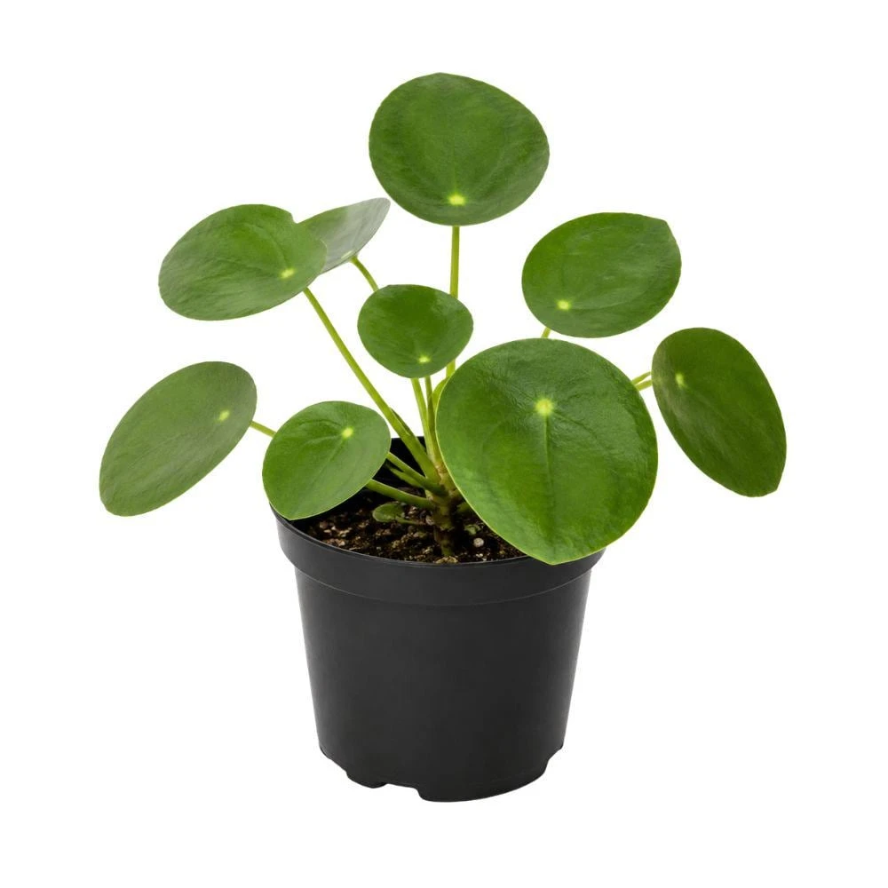 Planta viva de Pilea Peperomioides, planta del dinero china en maceta de 10 cm, planta de follaje decorativo de fácil cuidado para el hogar y la oficina. - Image 1