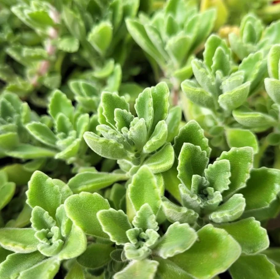 Plectranthus Mint Herb Live Plant, 2-inch Pot, Fragrant, Indoor/Outdoor - Image 5