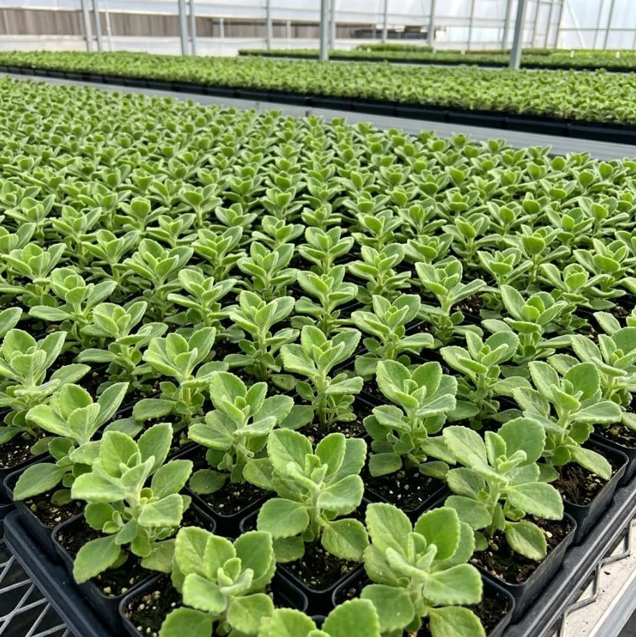 Plectranthus Mint Herb Live Plant - 2 Pack, 2-Inch Pot, Fragrant Indoor/Outdoor - Image 1