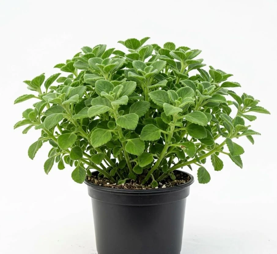 Plectranthus Mint Herb Live Plant - Fragrant Indoor/Outdoor 6 Inches Tall - Image 1