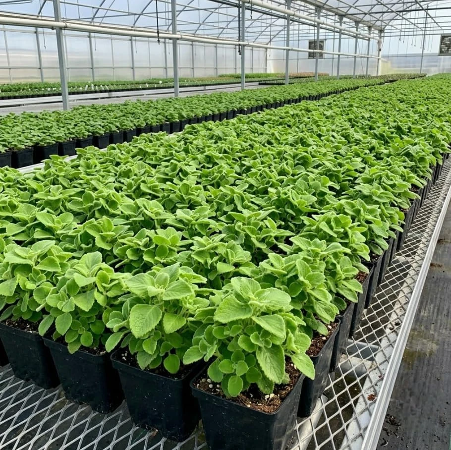 Plectranthus Mint Herb Live Plant - Fragrant Indoor/Outdoor, 4 Inches Pot Ready for Planting - Image 3