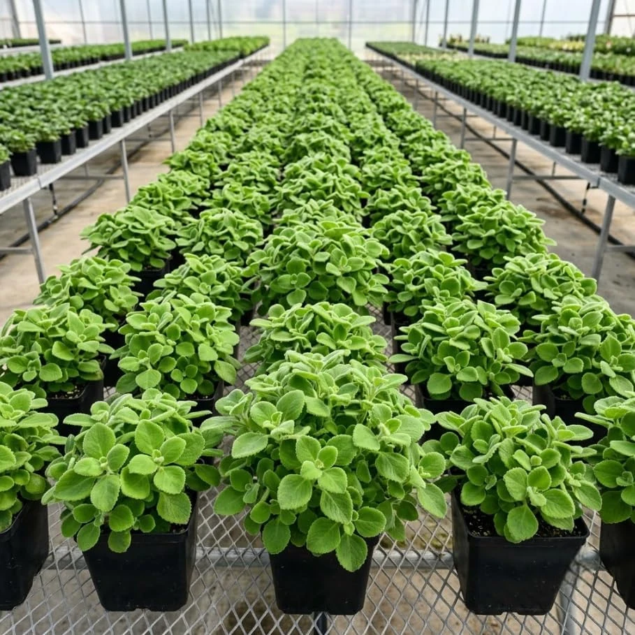 Plectranthus Mint Herb Live Plant - Fragrant Indoor/Outdoor 6 Inches Tall - Image 4